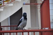 Crow Stock Image Crow Stock Image