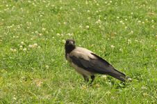 Crow Stock Photos Crow Stock Photos