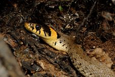 Grass Snake (Natrix Natrix) Stock Photos