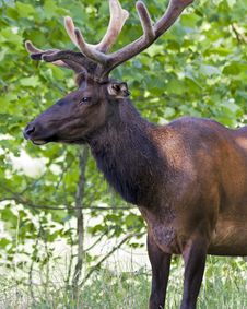 Elk Stock Images