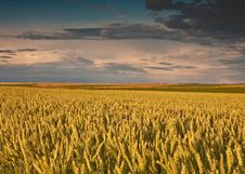 Field With Wheat And Sunset Stock Photos Field With Wheat And Sunset Stock Photos