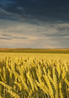 Field With Golden Wheat And Sunset Stock Image Field With Golden Wheat And Sunset Stock Image