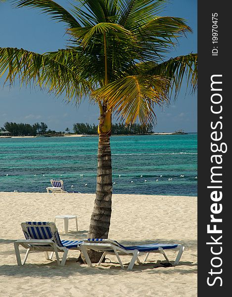 Beautiful Palm Tree On Bahamas