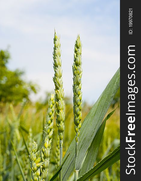 Green ears of a rye on an agricultural field.