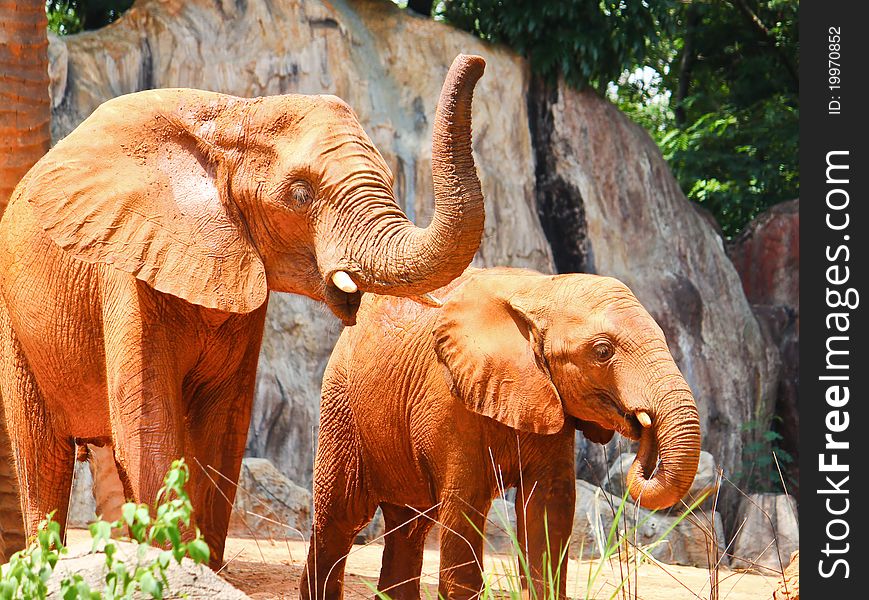 Two African elephant is dancing