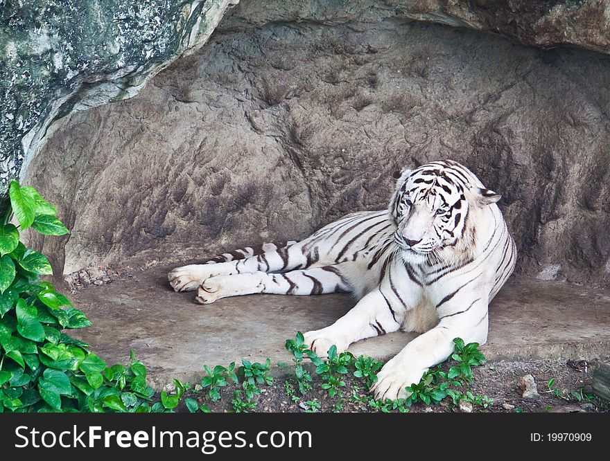 White tiger relax in front of the cave.