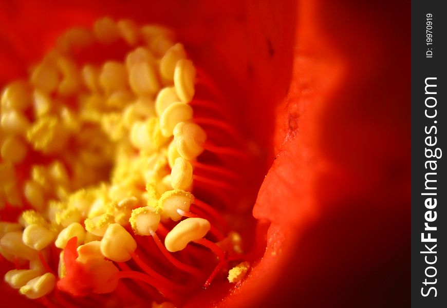 Yellow filaments and anthers of pomegranate flower's stamen in red petals. Yellow filaments and anthers of pomegranate flower's stamen in red petals