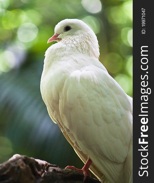 White fantail pigeon close up
