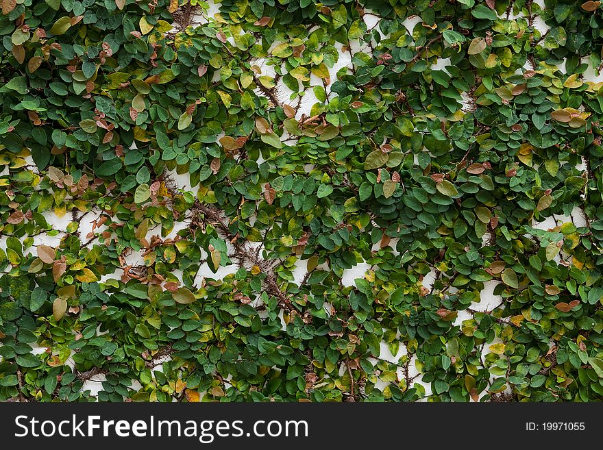 Group of small Green leave on wall