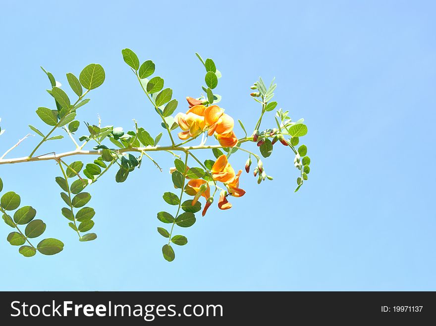 The Colutea With Pinnate Leaves And Orange Flowers