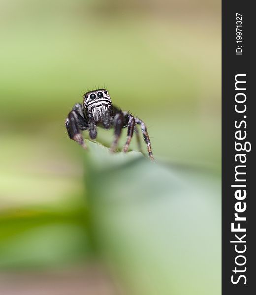 Jumping spider sitting on the leaf