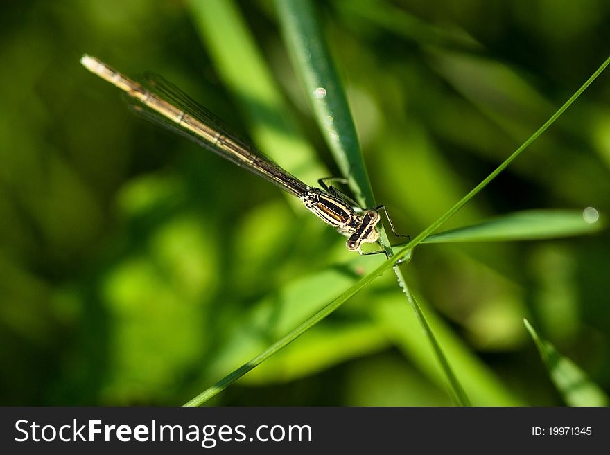 White-legged Damselfly sitting on the leaf of grass