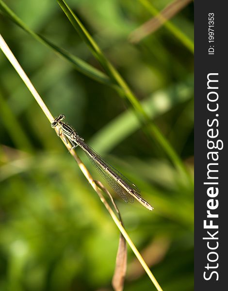 White-legged Damselfly sitting on the leaf of grass