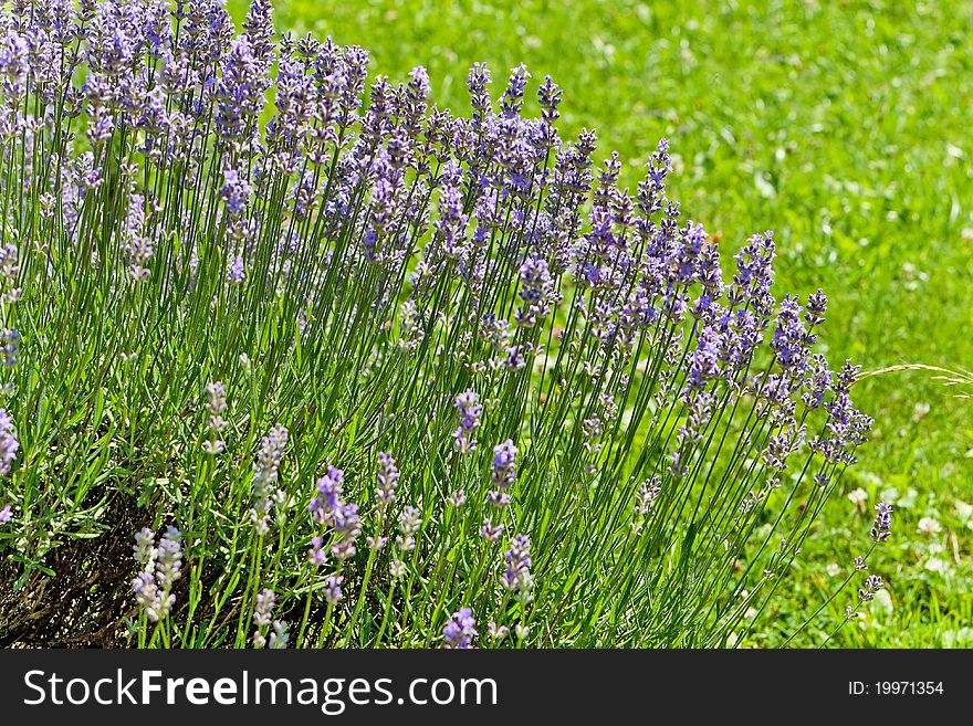 Lavender, purple aromatic plant can use for herbal medicine and perfume