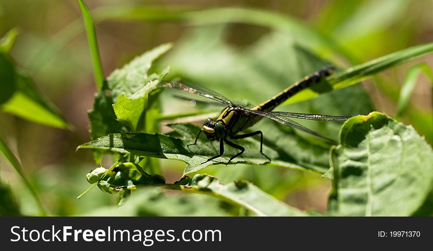 Common Clubtile dragonfly sitting on the leaf of grass