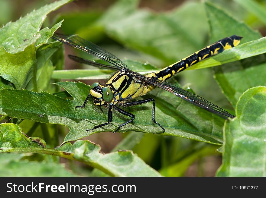 Common Clubtile dragonfly sitting on the leaf of grass