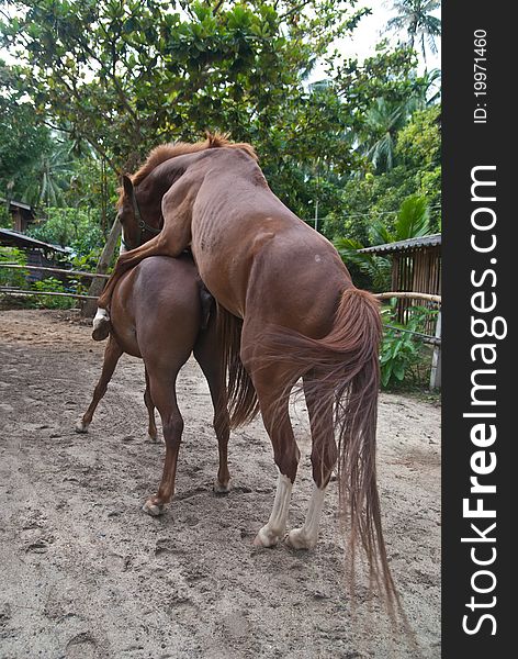 Horse in the farm shot natural scene during sexual intercause. Horse in the farm shot natural scene during sexual intercause