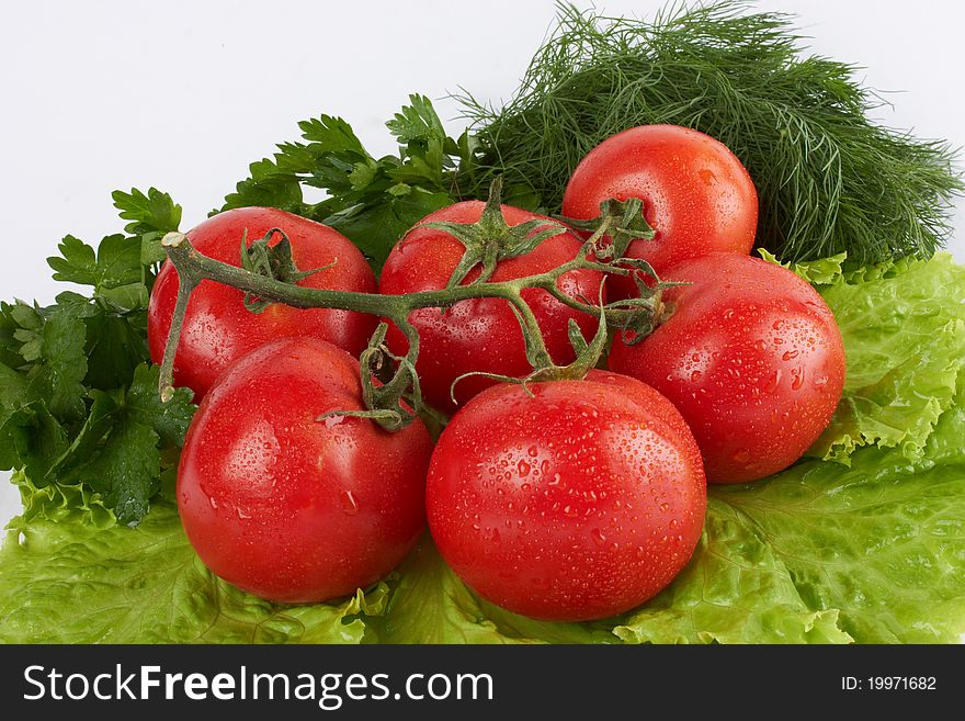 Tomatoes on leaves of salad with parsley and fennel. Tomatoes on leaves of salad with parsley and fennel