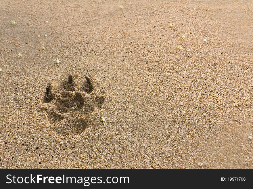 Dogs footprints on the beach