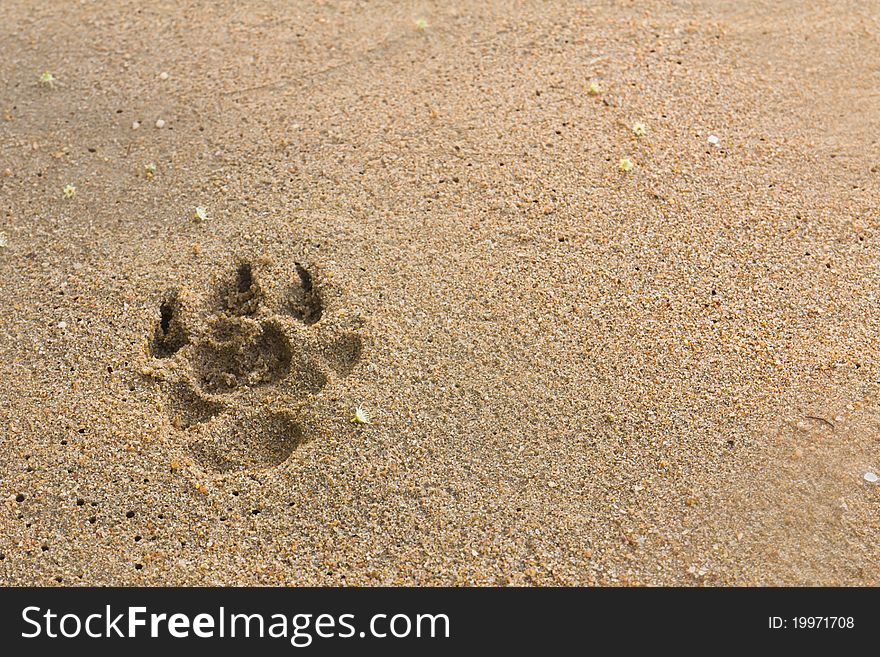 Dogs Footprints