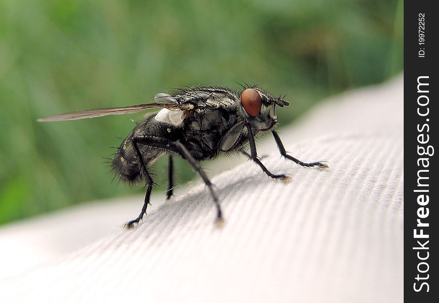 Photo of a fly in an enlarged view made in the way of macroshooting