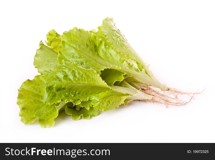 Fresh green leaves of lettuce across white. Fresh green leaves of lettuce across white