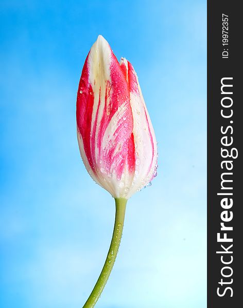 Red and white tulip Oros background sky. Red and white tulip Oros background sky