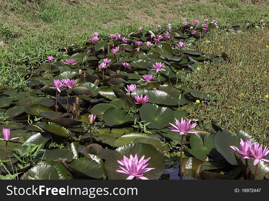 Pink water lilies in a reservoir