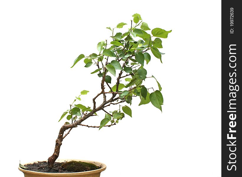 Bonsai tree green on a white background. Bonsai tree green on a white background