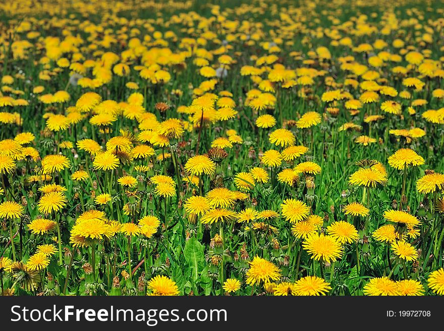 Flowering meadow with yellow flowers in summer. Flowering meadow with yellow flowers in summer