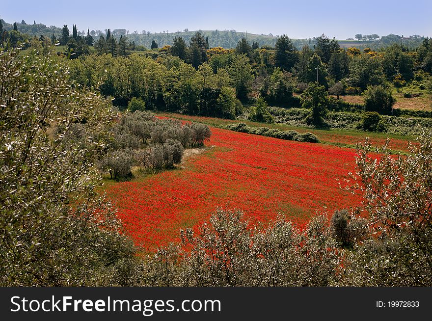 Tuscan red poppies