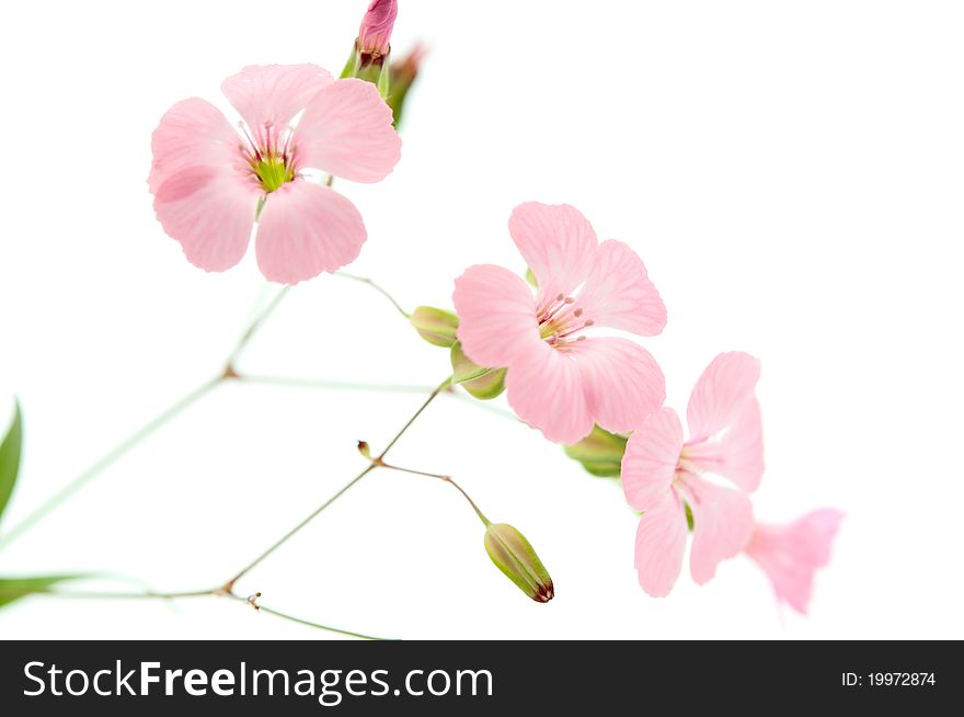 Delicate pink flowers on a white background