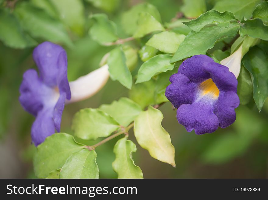 Chgagnag purple flowers. Old plants. The scientific name Thunbergia(Benth.) Anderson benefits: ornamental