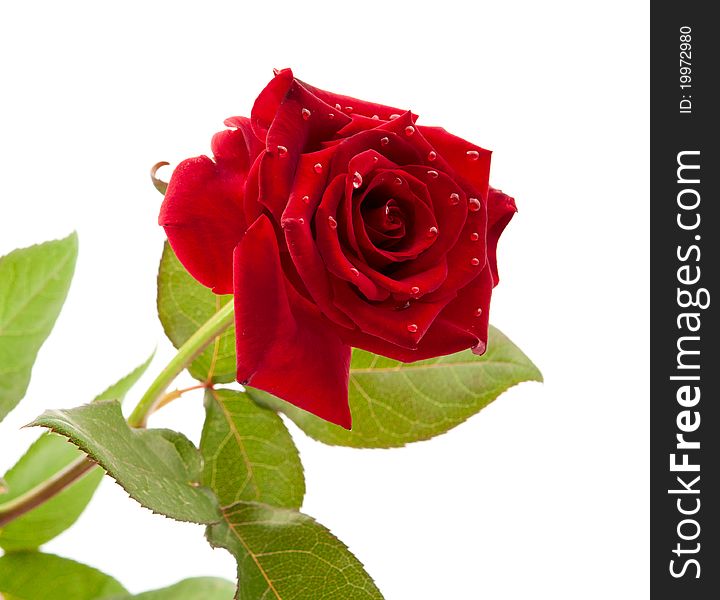 Dark red rose with drops on white background