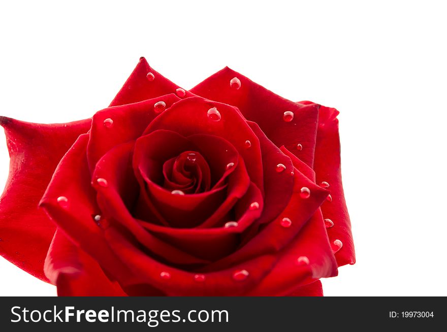 Dark red rose with drops on white background