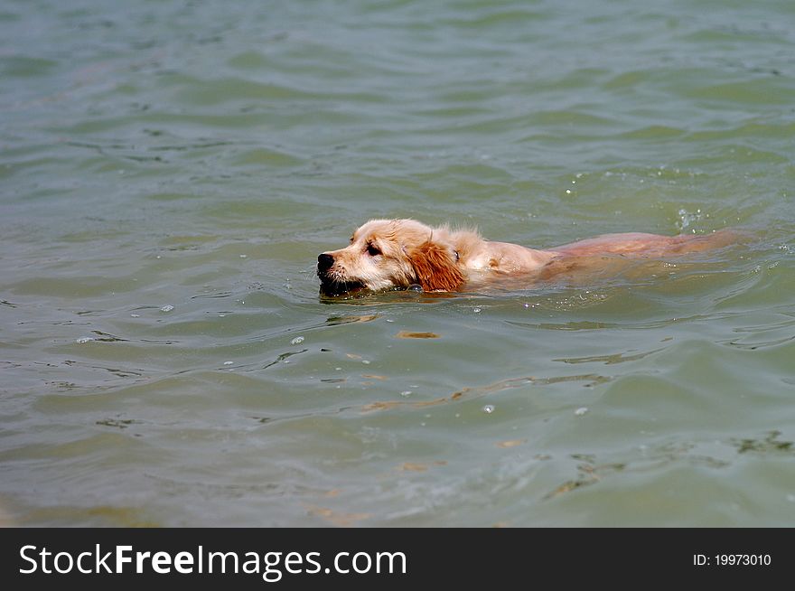 A golden retriever swimming in a pool