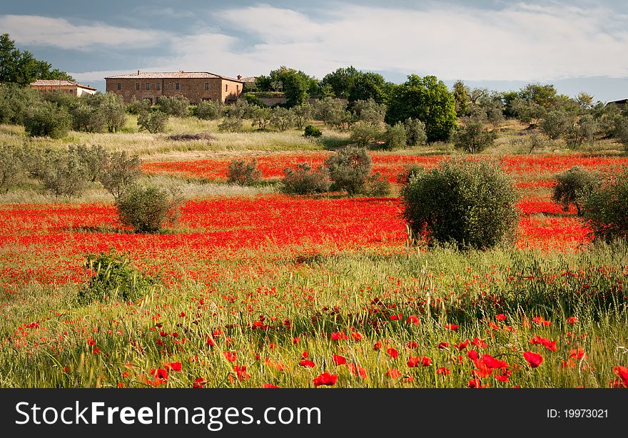 Tuscan Red Poppies