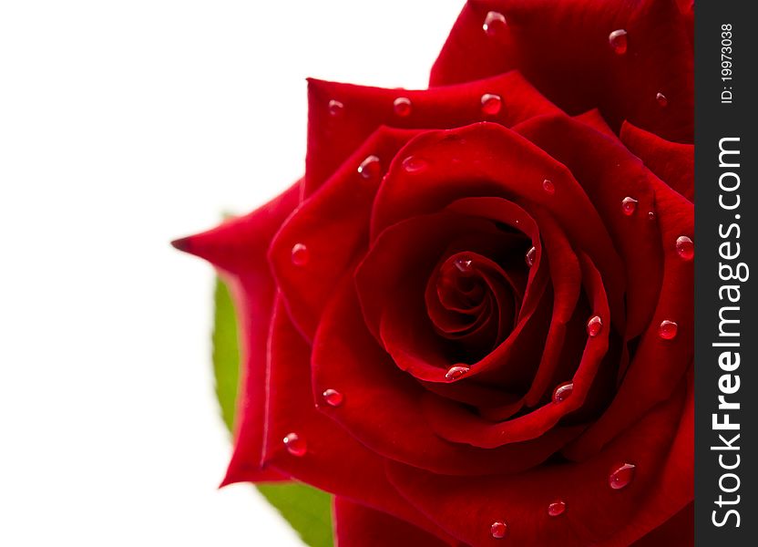 Dark red rose with drops on white background