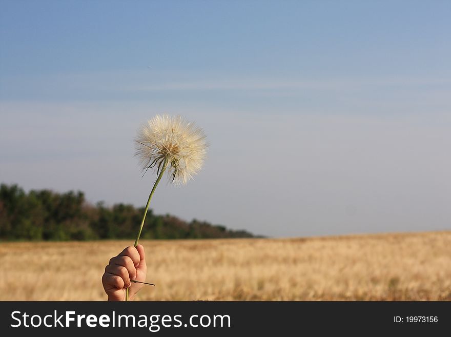 Dandelion in a child's hand against wheat field and sky