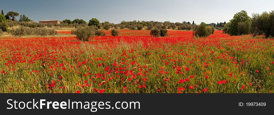 Large field of poppies near Villa Massaini. Large field of poppies near Villa Massaini