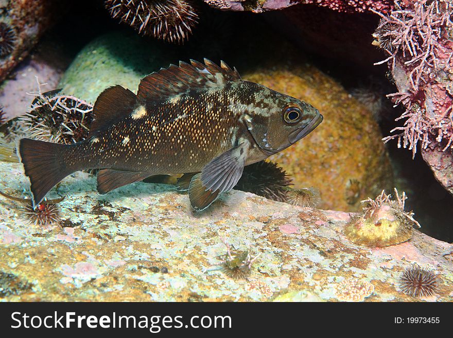 White-edged rockfish under water in sea of japan, Russia