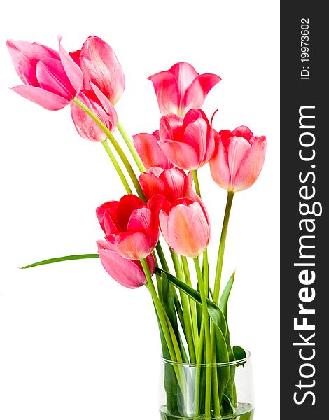 A tulips in a vase on white