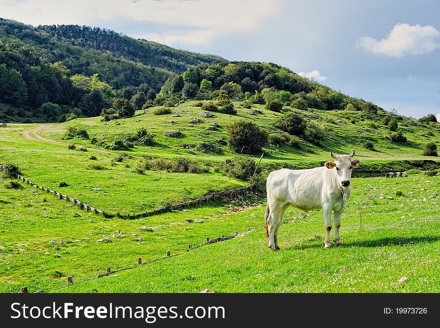 Cow grazing on a green pasture in the valley