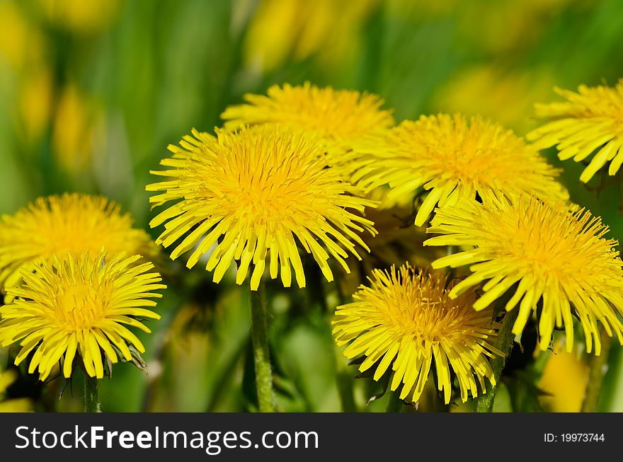 Closeup of yellow dandelions on the meadow. Closeup of yellow dandelions on the meadow