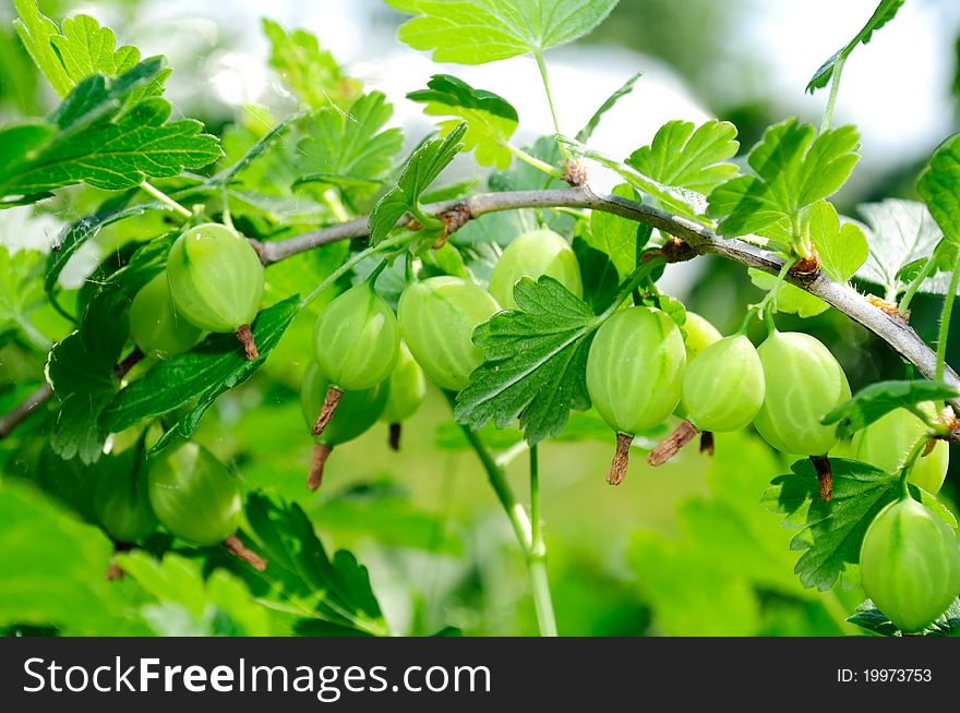 Green Gooseberries On Bush