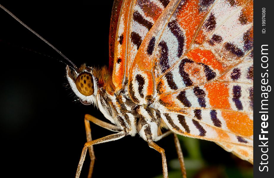 Butterfly close up in a garden. Butterfly close up in a garden