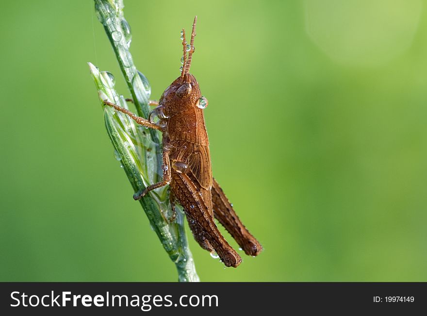 Closeup view of grasshopper with water drops, green background