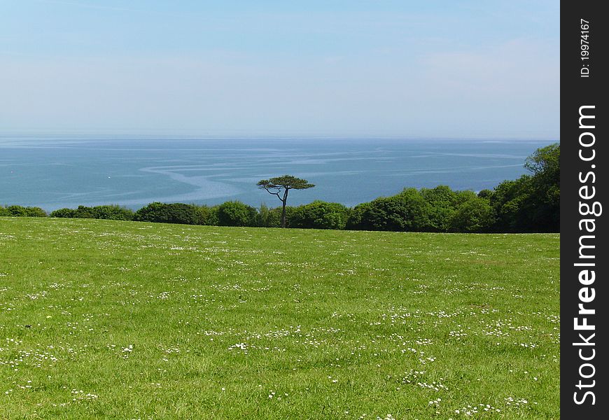 A lone tree in a green, grassy field, against a blue ocean background. A lone tree in a green, grassy field, against a blue ocean background