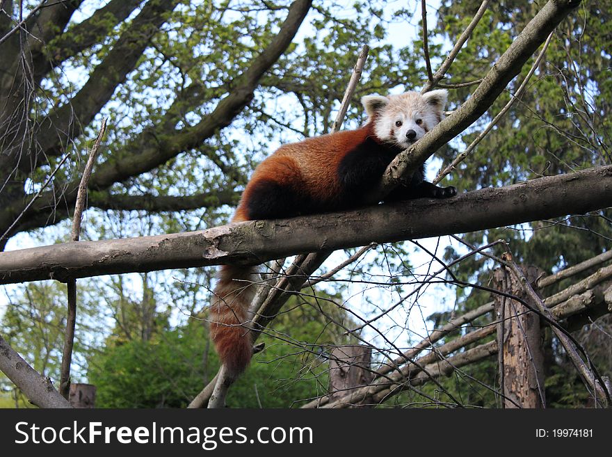 A Red Panda, climbing a branchand staring at the camera. A Red Panda, climbing a branchand staring at the camera