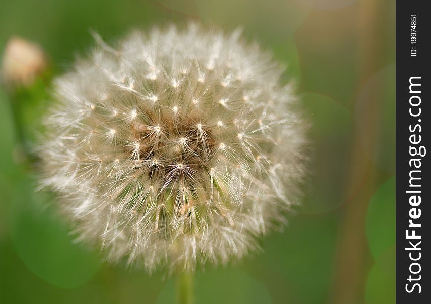 White Dandelion on green background with bokeh